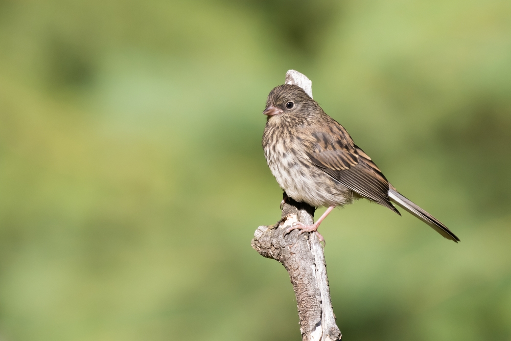 Juvenile Dark-Eyed Junco perched on a dry branch