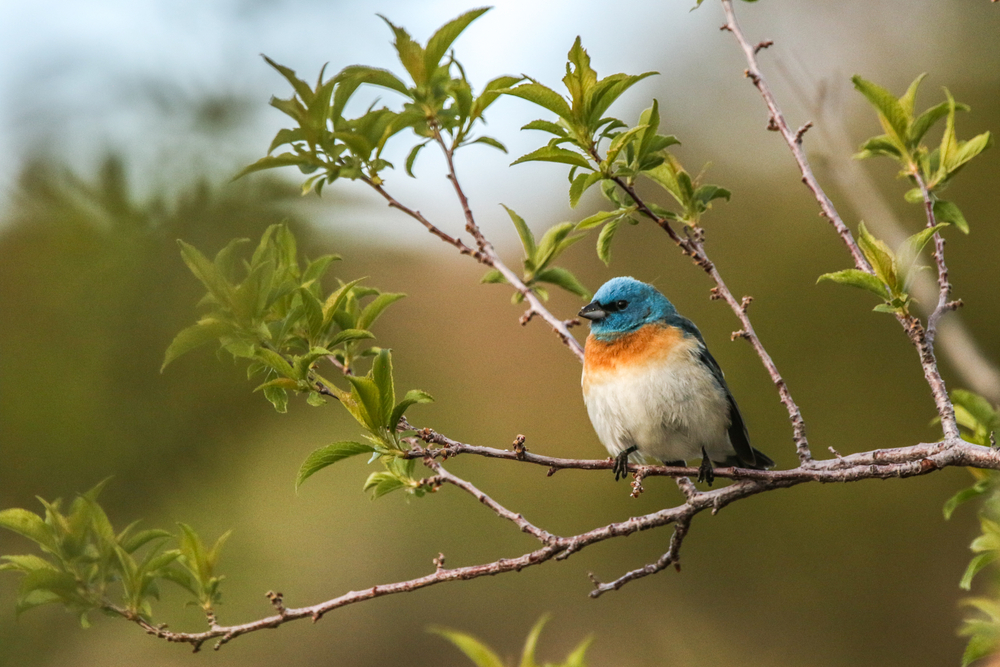 Lazuli Bunting perched on a leafy twig