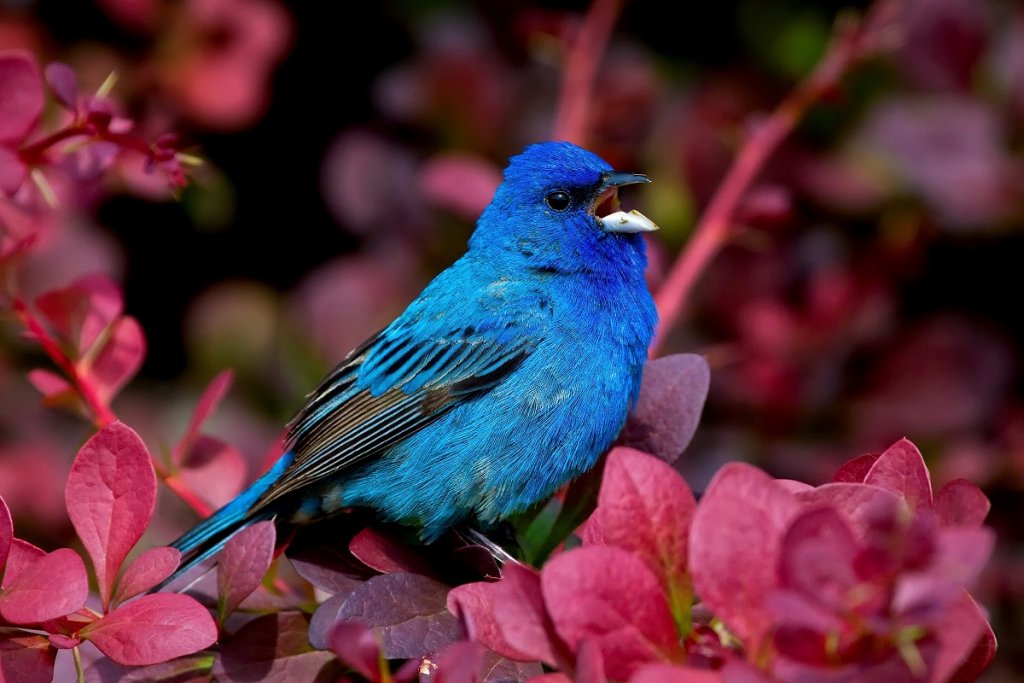 What Do Buntings Sound Like? Indigo Bunting Song & Sounds