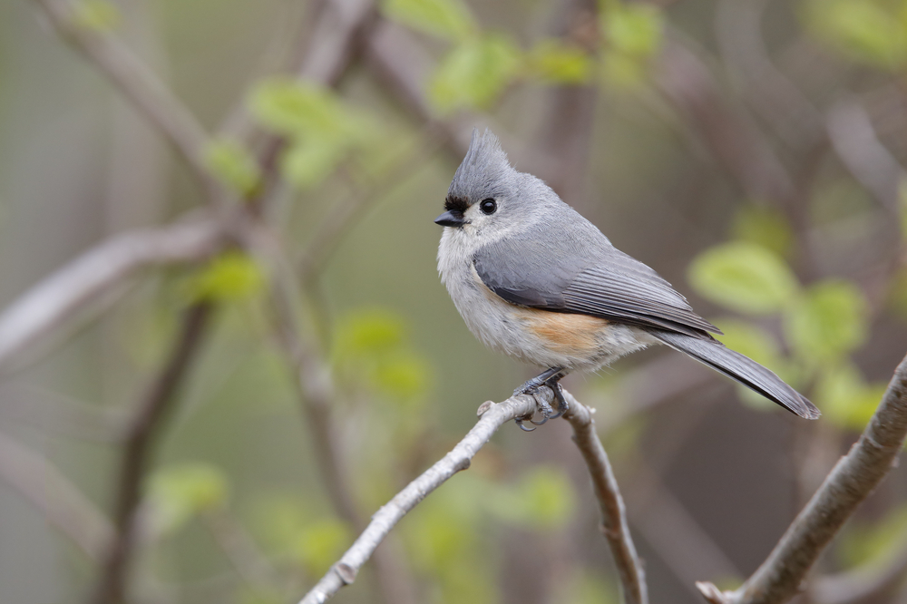 Types of titmouse and titmice. Oak Titmouse perched on a bare branch
