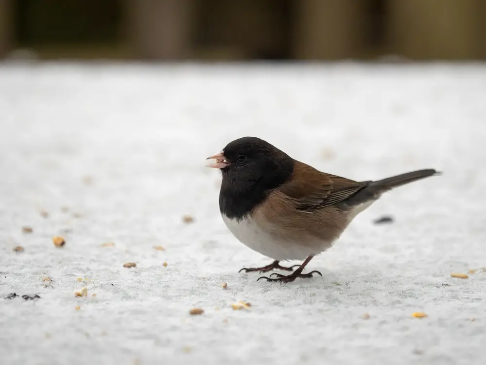 oregon junco dark-eyed eating millet