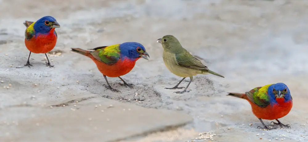 The Beautifully Painted Bunting A World Of Color Painted Bunting 1