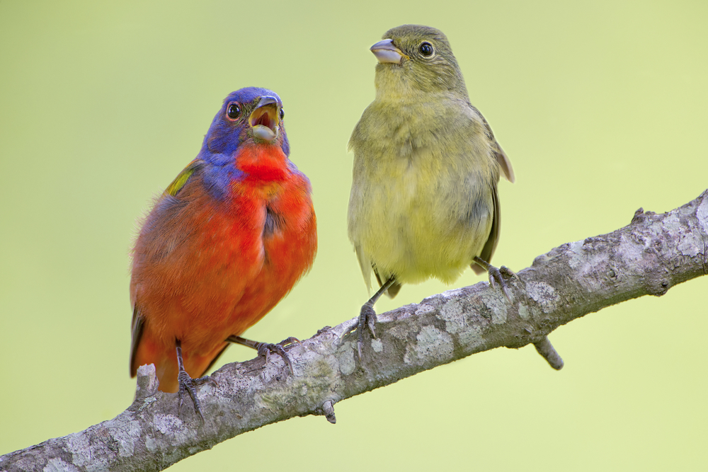 Male painted bunting (left), female painted bunting (right)