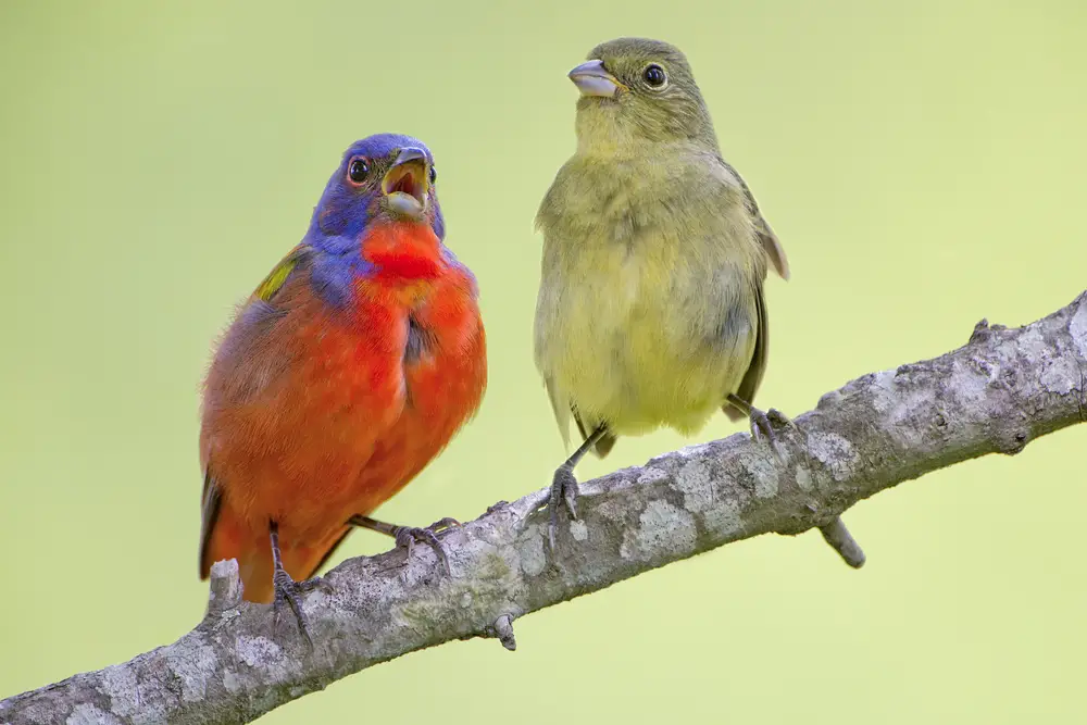 Male painted bunting (left), female painted bunting (right)