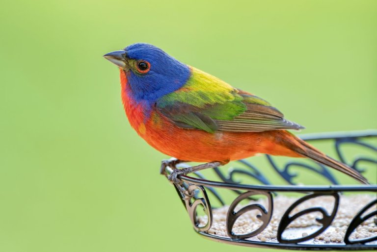 The Beautifully Painted Bunting A World Of Color
