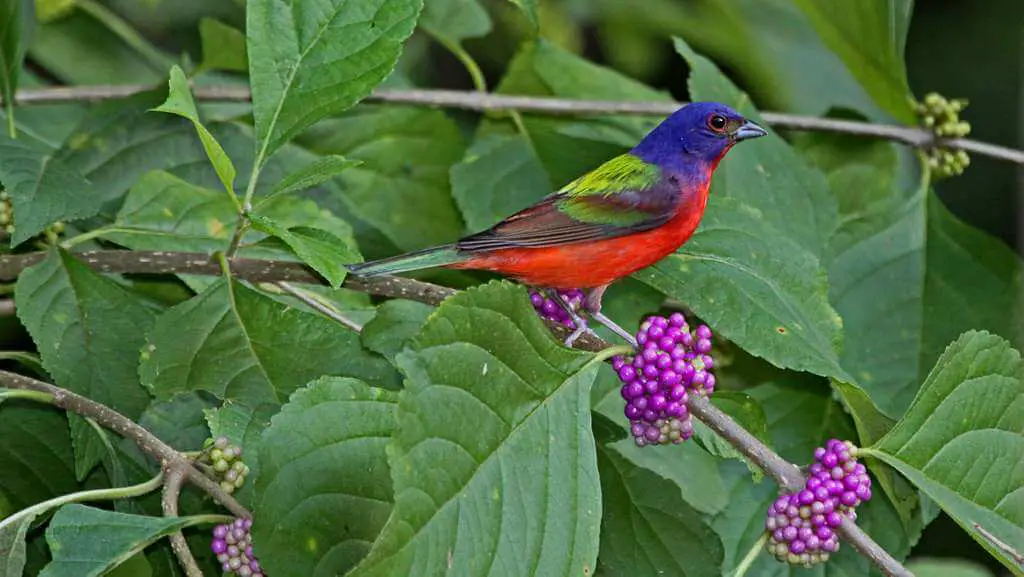 Painted bunting