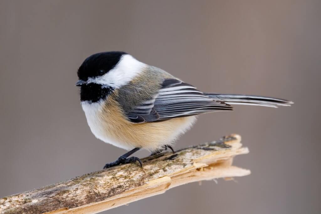 Black-capped chickadee