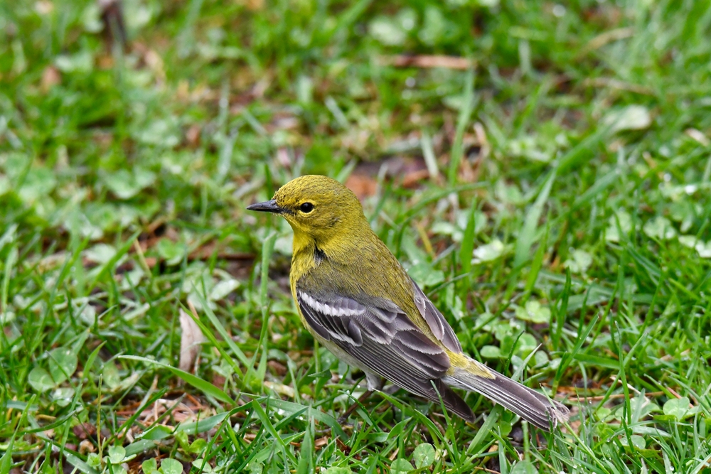 Pine warbler standing on the grass