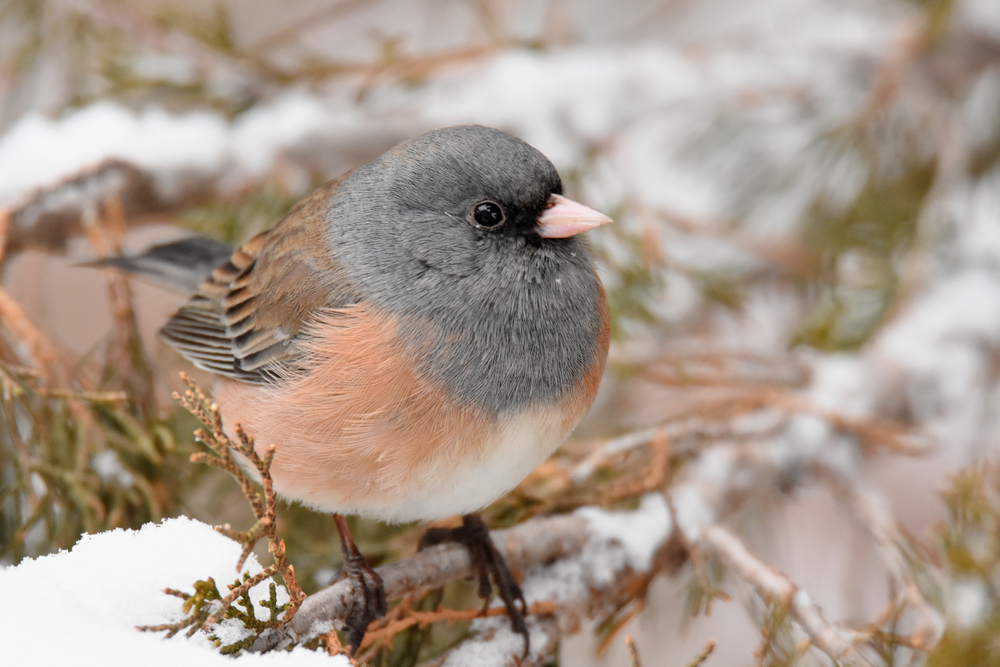 pink sided junco on a snowy branch