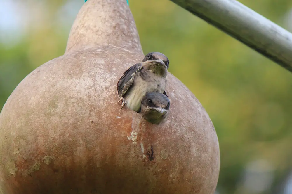 how to attract purple martins