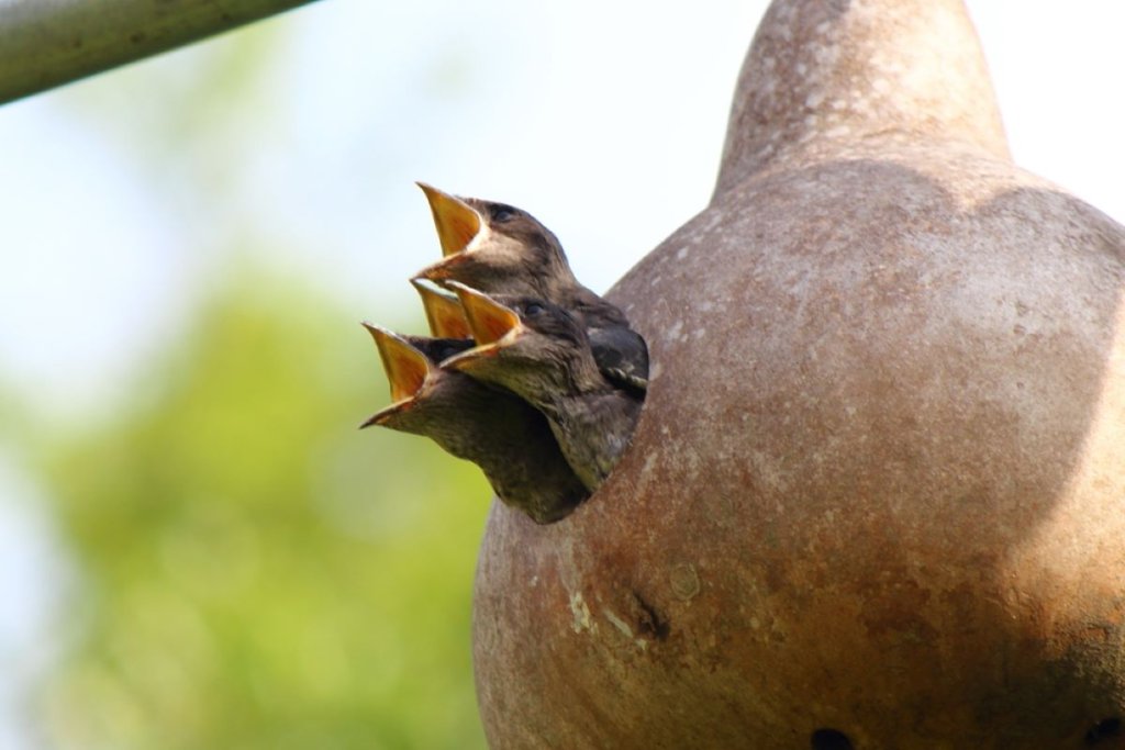 Purple Martin Gourds How To Attract Purple Martins With A Gourd House