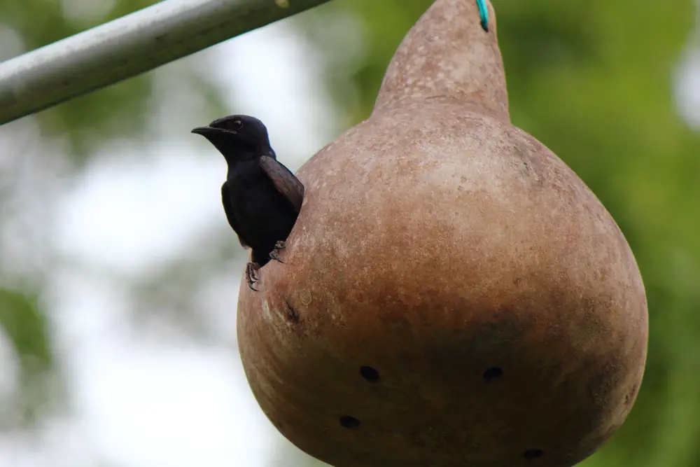 purple martins perched at the entrance to a gourd birdhouse