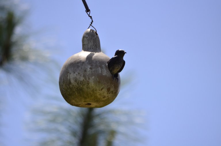 Purple Martin Gourds: How To Attract Purple Martins With A Gourd House