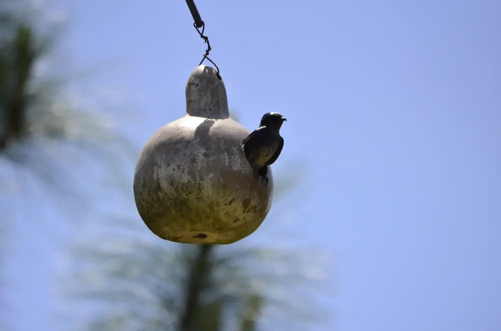 purple martin poking out of a gourd