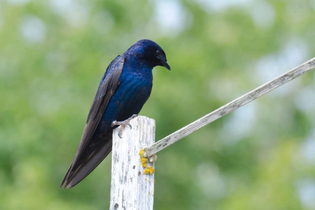 purple martin perched on a wood post