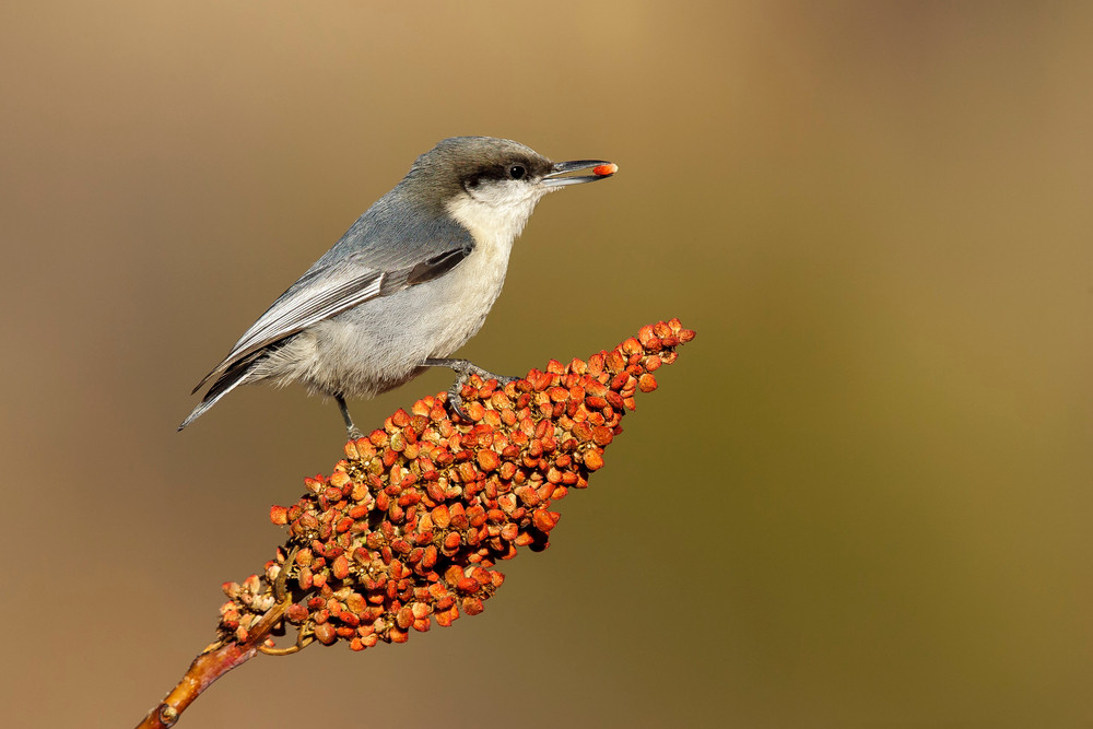 Pygmy Nuthatch eating seeds