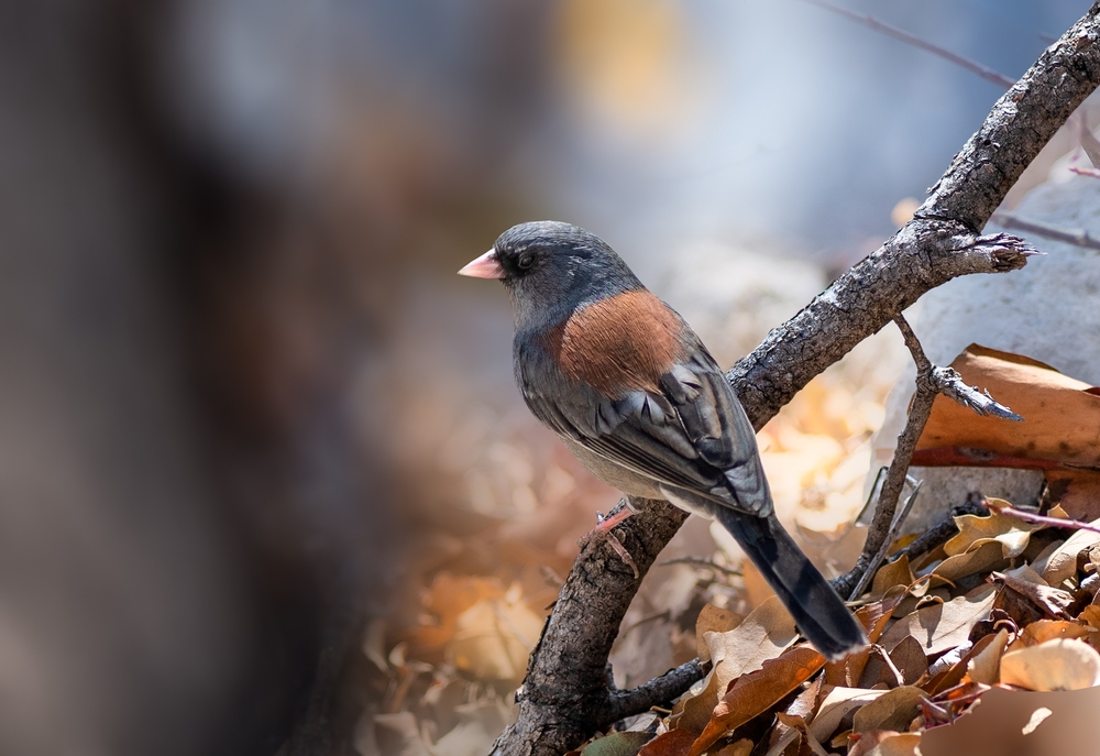 Red-backed Junco on a dry branch next to autumn leaves
