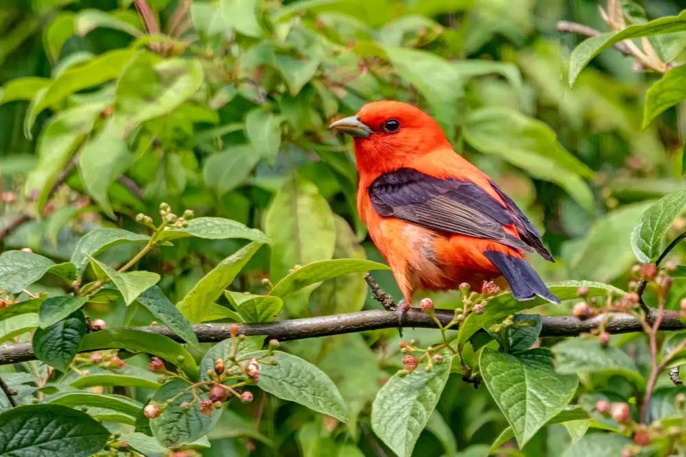 What Do Tanagers Sound Like? Scarlet Tanager Song & Summer Tanager Song