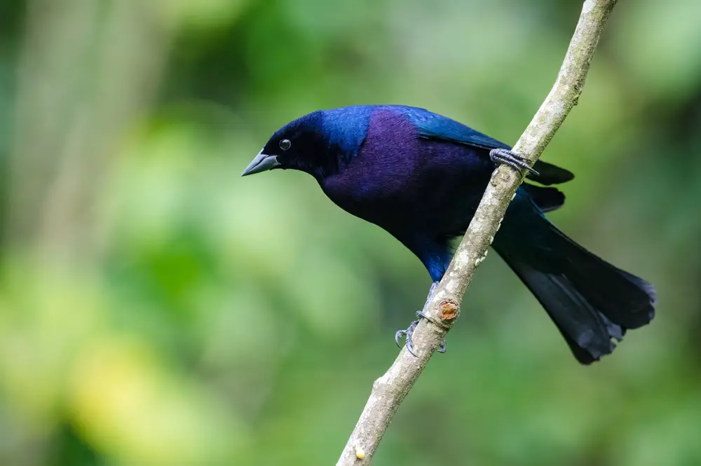 Shiny Cowbird perched diagonally, cowbird song