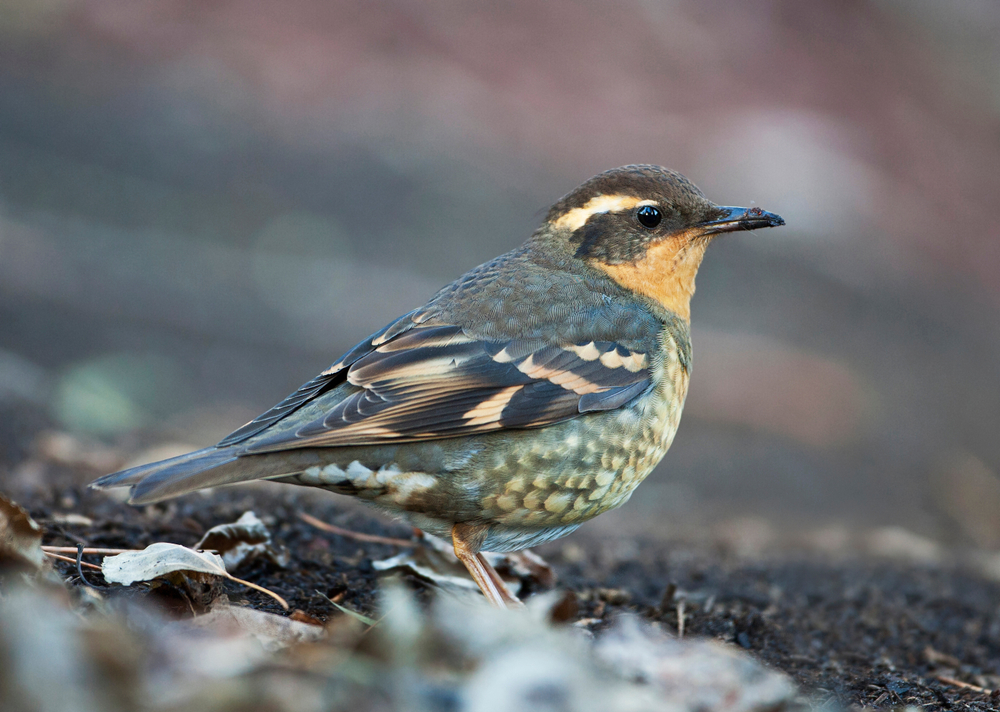 varied thrush standing on the ground amongst dried leaves