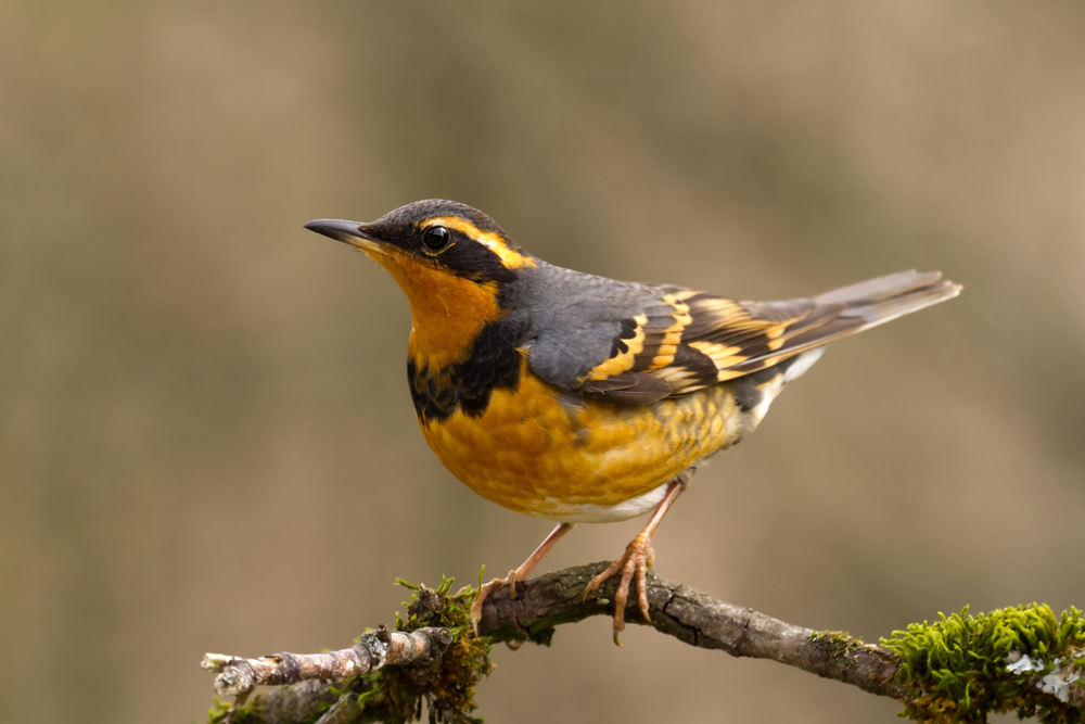 varied thrush perched on a branch