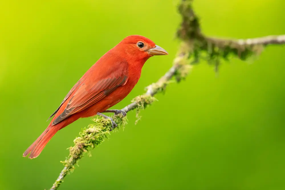 What Do Tanagers Sound Like? Scarlet Tanager Song & Summer Tanager Song