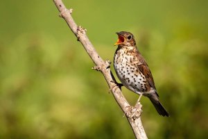 Wood Thrush Song & Sounds: What Do Thrushes Sound Like