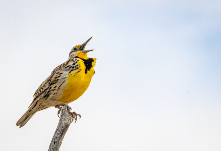 Meadowlark Songs Types Of Meadowlark Sounds