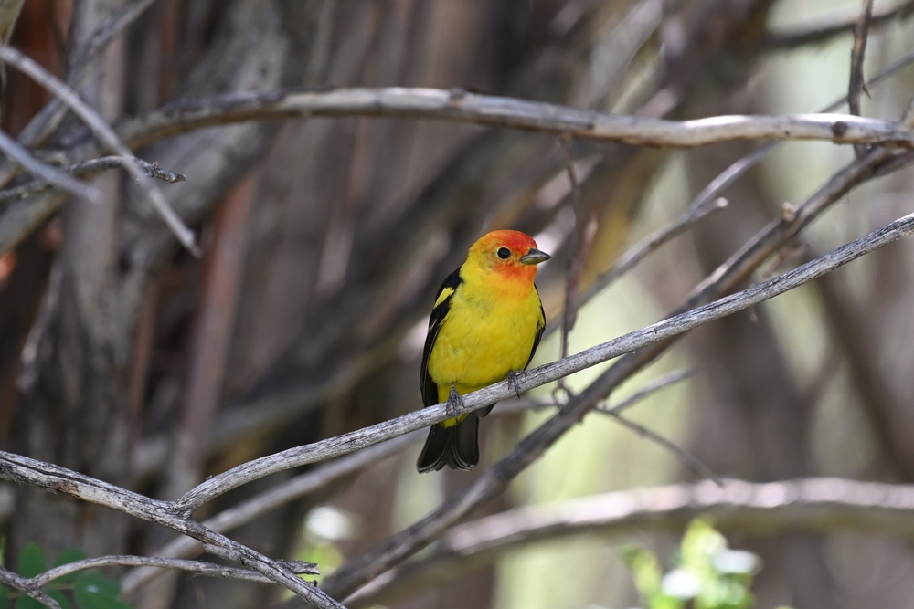 perched on a branch, western Tanager song