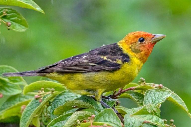 What Do Tanagers Sound Like? Scarlet Tanager Song & Summer Tanager Song