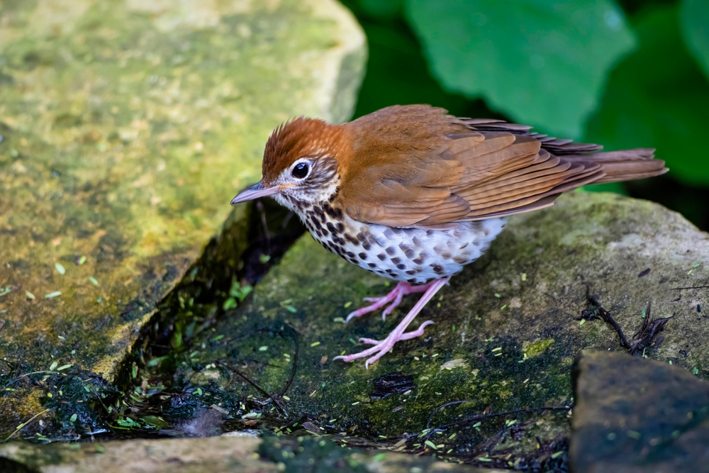 wood thrush standing on a rock near water