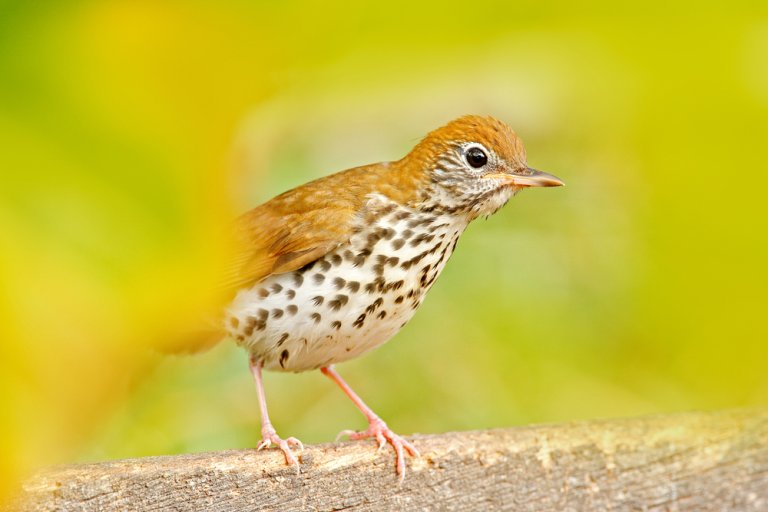 Wood Thrush Songbirds: Habitat, Range, And Lifespan