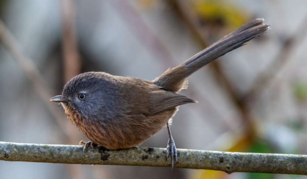 Wrentit perched on a branch with its tail upwards