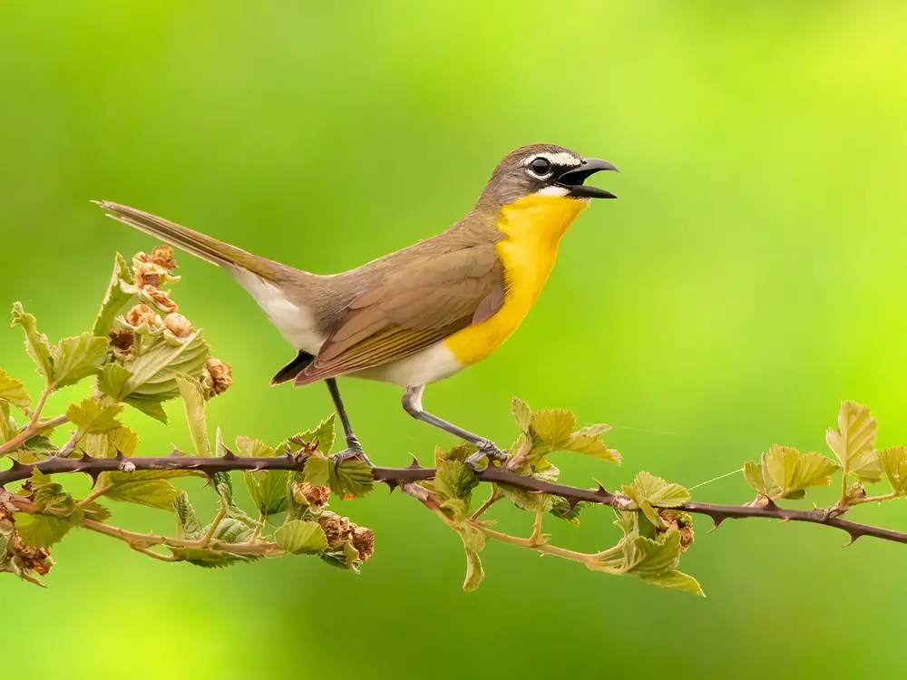 yellow breasted chat sounds