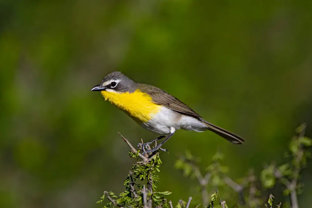 yellow breasted chat perched on the tip of a branch with needles