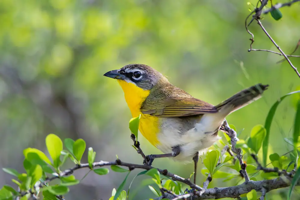 yellow breasted chat perched on leafy branches