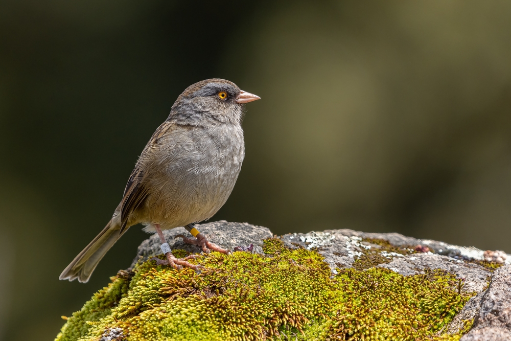 9 Types Of Junco Birds & How To Identify The Dark Eyed Junco