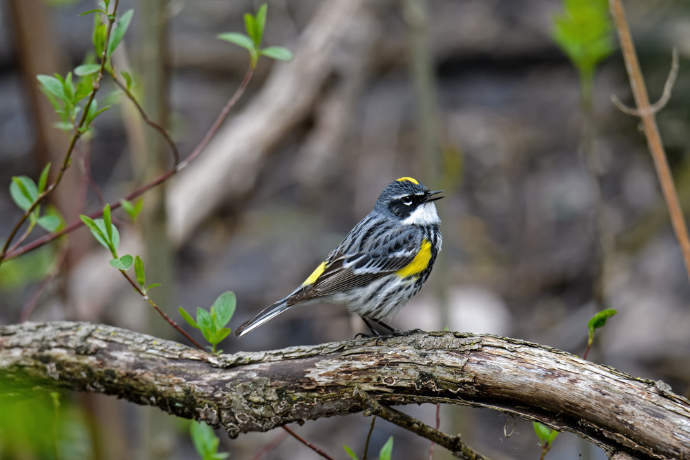yellow rumped warbler on a tree branch singing