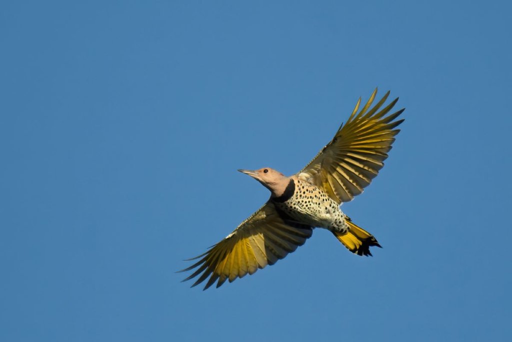 Yellow-shafted Flicker flying in the blue sky