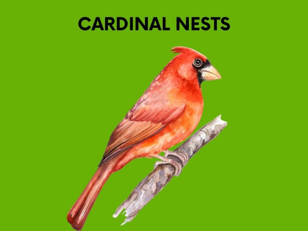 cardinal nests