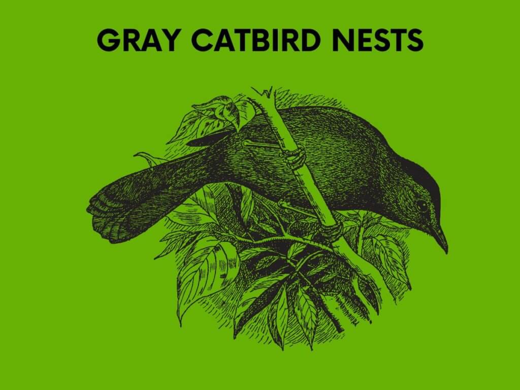 gray catbird nests