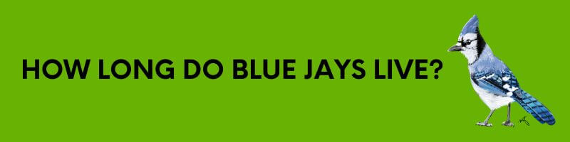 how long do blue jays live