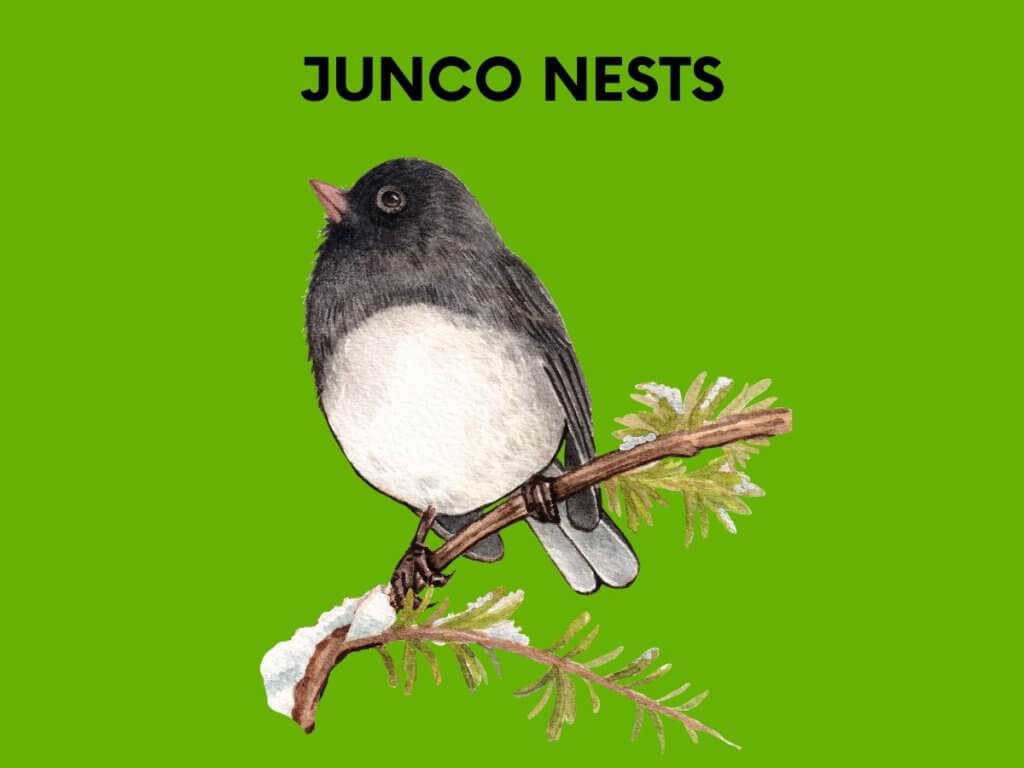 junco nests