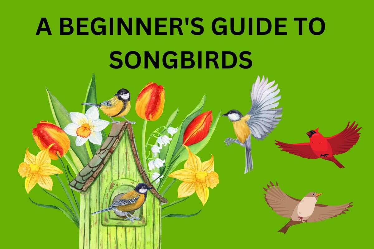songbirds guide