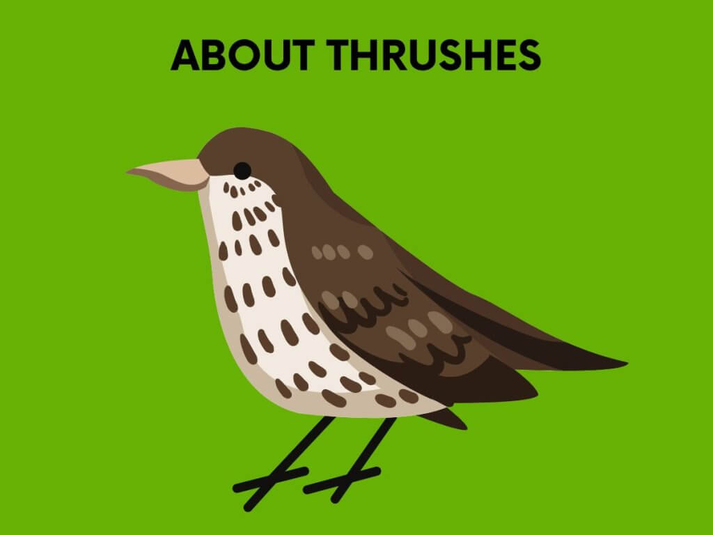 thrushes