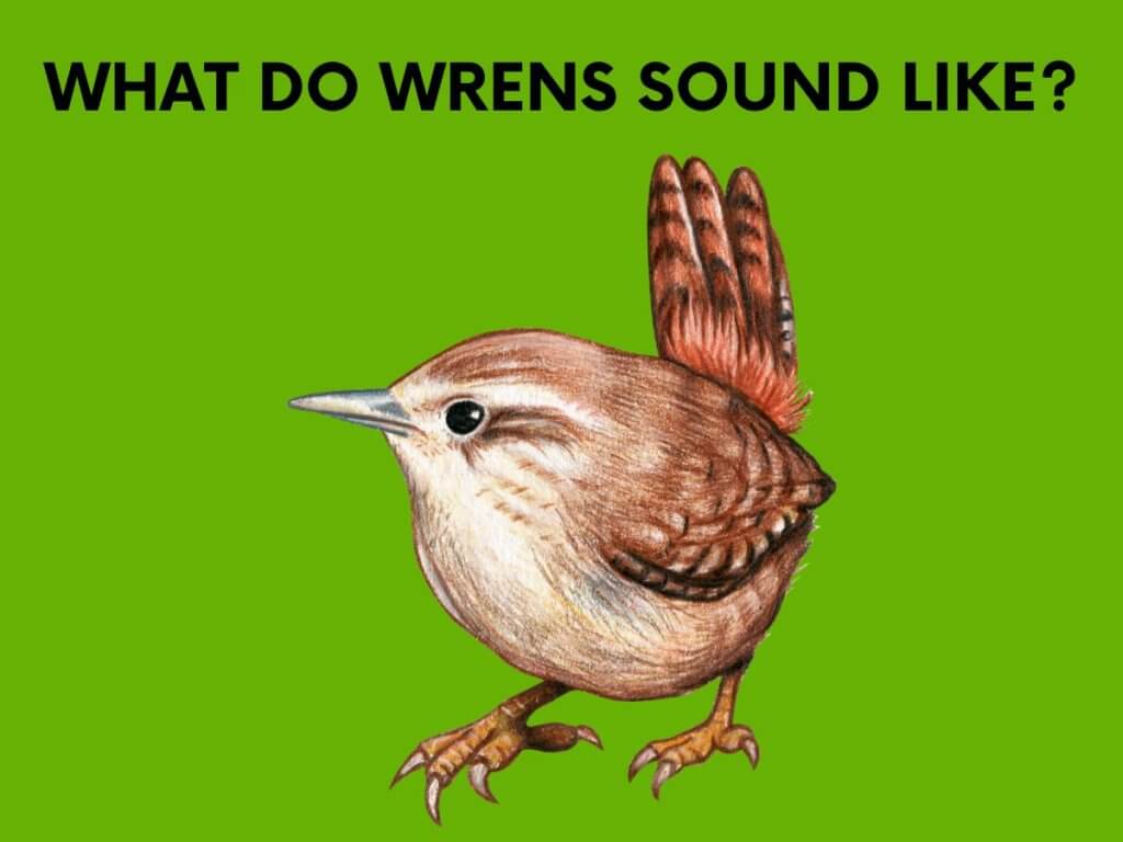 what do WRENS sound like