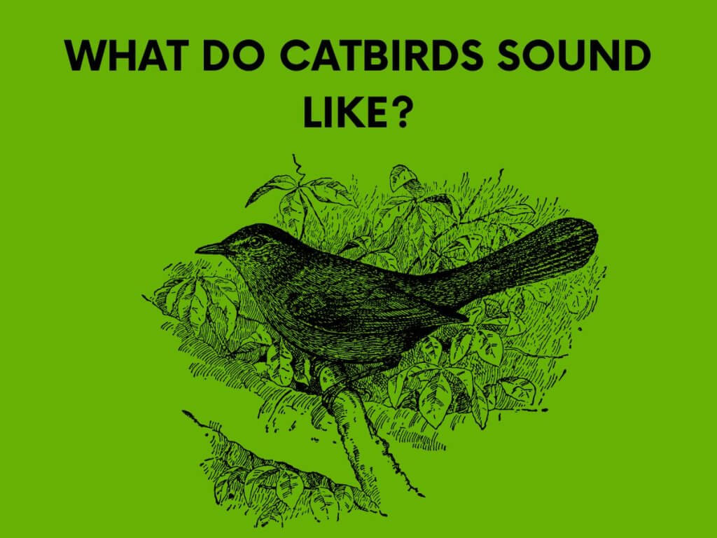 what do catbirds sound like