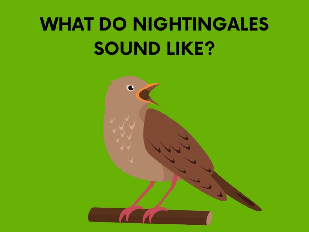 what do nightingales sound like