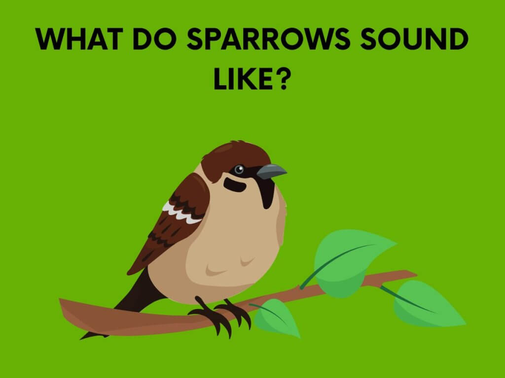 what do sparrows sound like