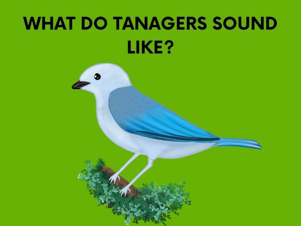 what do tanagers sound like